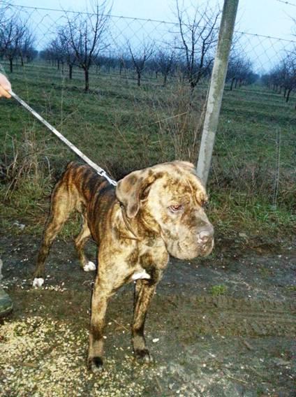 Cane Corso  *2013 Rüde - problemlos!! Cm33ujdmapeny15vc