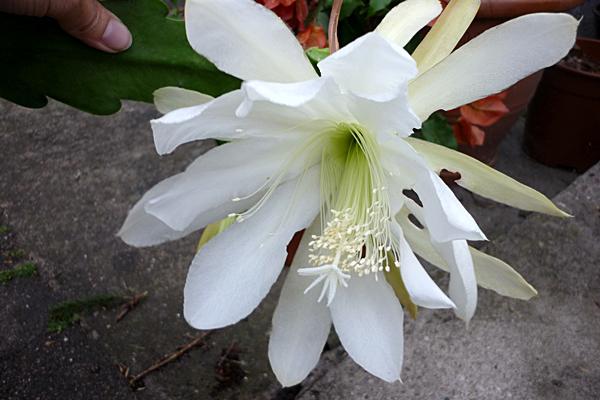 Epiphyllum Co5gtmkgloqj7q3z2