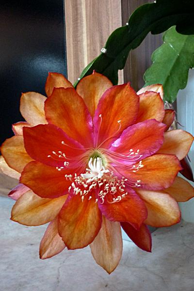 Epiphyllum Co5gw8guat0k82dni