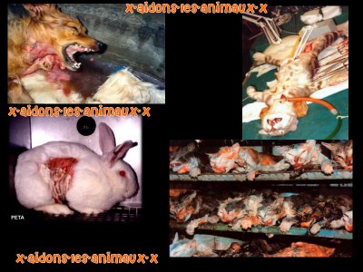 Vivisection : Questionnaire grand public, Merci de coopérer 2948850197_1_3