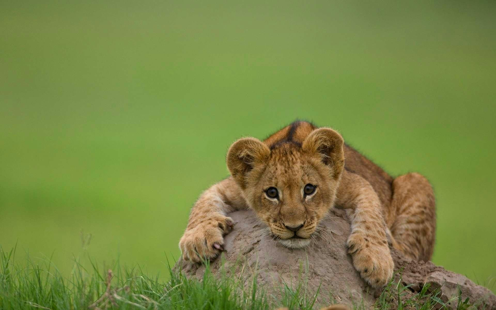 Scott Godric 6902310-cute-lion-cub