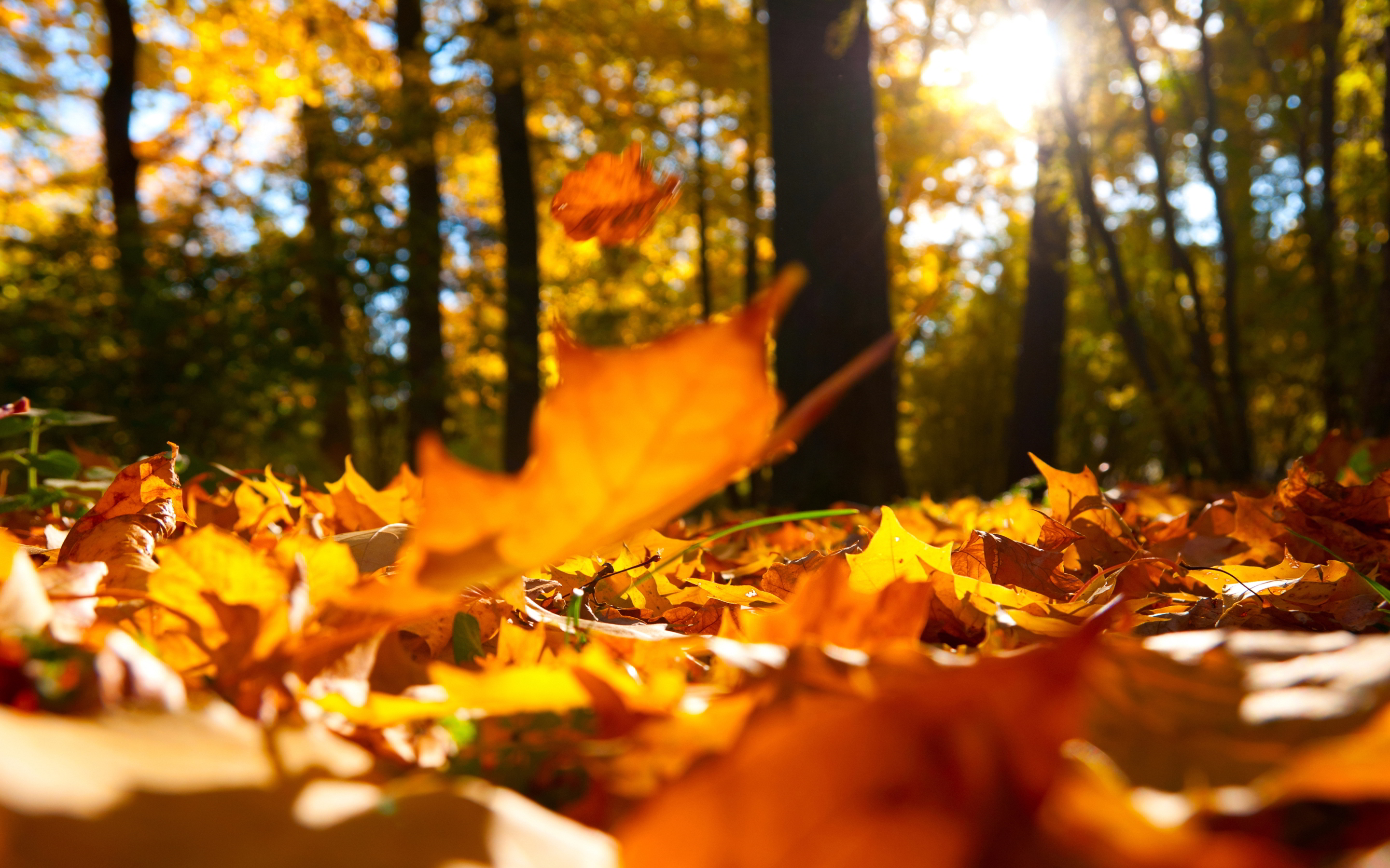 Leaf Fall is here! 6932472-autumn-falling-leaves-ground