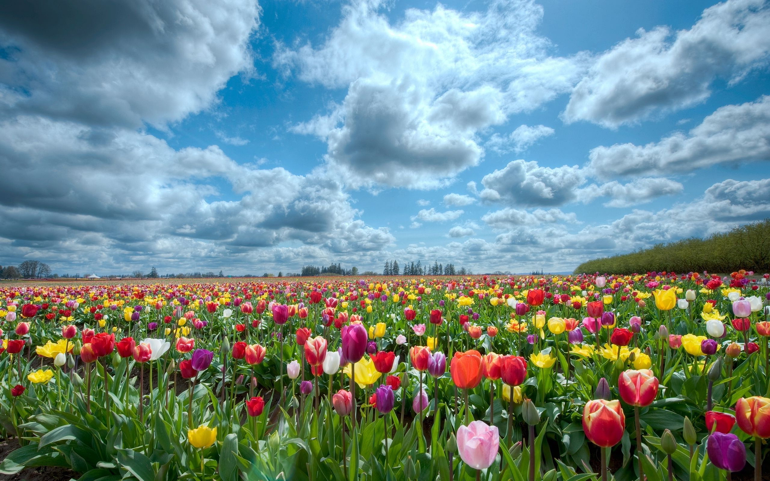 Comment un Dieu a-t-il pu s'intéresser aux hommes? 6946943-tulips-scenery