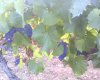 les cepages de mon petit vignoble PRIP.83473875.113.0