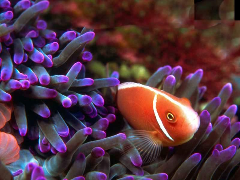 && الى اعماق البحر بـ غواصة المحبة && Neo-clown-fish