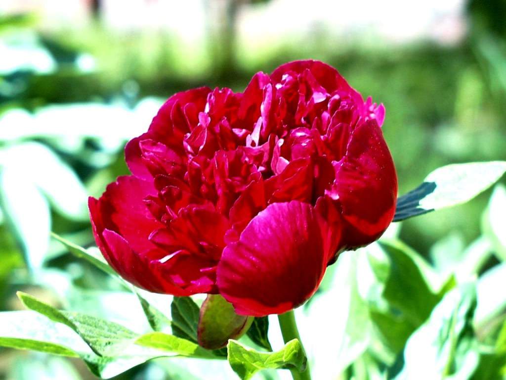      Reddest-flower