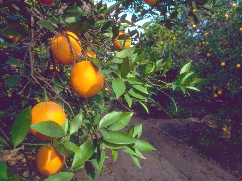 شجر البرتقال Oranges-on-the-tree