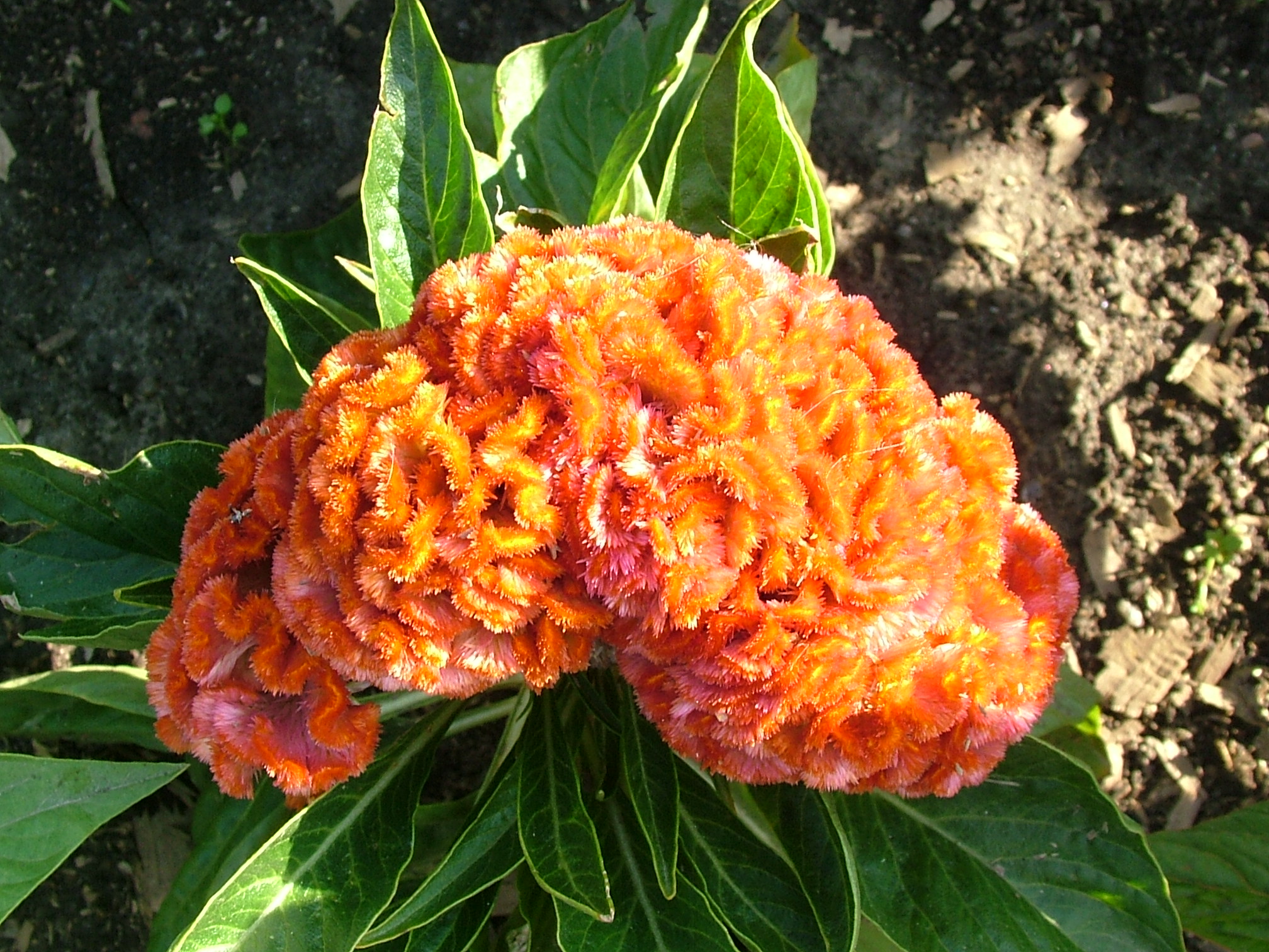 VƯỜN CÂY ĐV II - Page 2 Celosia-cristata-nana