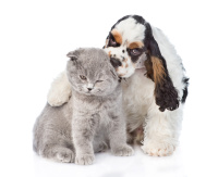 Кошки и собаки на белом фоне (Cat, dog) K0XJFFtQ