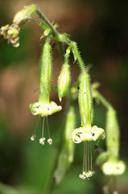 Plante inconnue de ma documentation. [Silène nutans] 0025