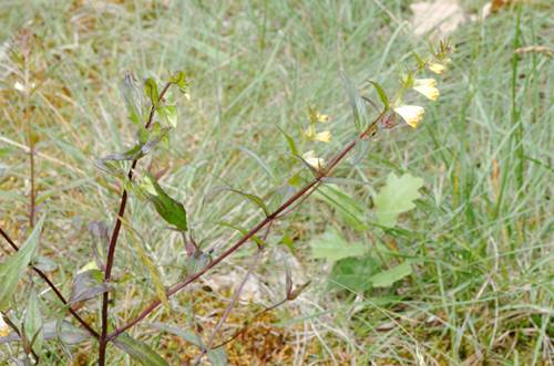 Scrophulariaceae 0211