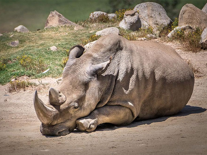 Muere rinoceronte blanco en EU; ya sólo quedan 5 en el mundo 1110412