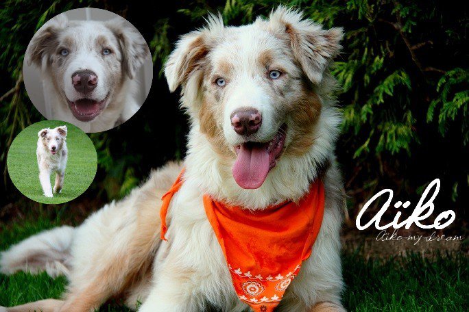 Aïko, Australian shepherd - Page 2 3177800049_2_26_DUSsXV7R