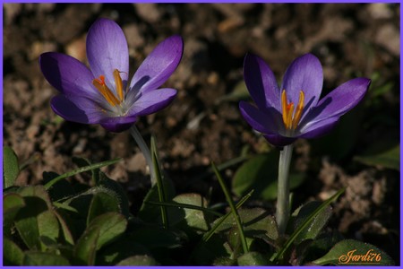 Crocusmania et narcissemania.... Jardi76_b4e6e92583615d81621415740259a28f