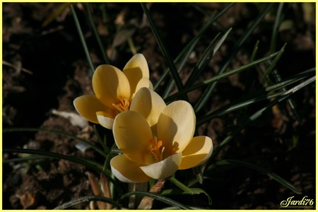 Crocusmania et narcissemania.... Jardi76_e2ead6b017b4d673e75a26ce771accde