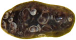 Agate              Agatecokill