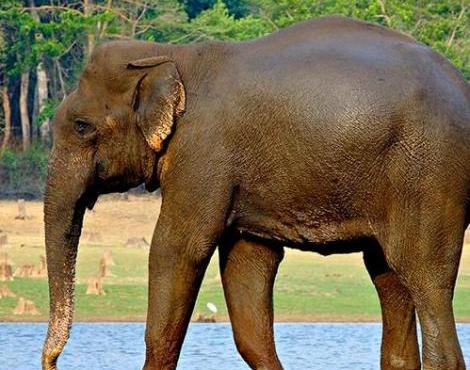 الفيل Indian_elephant3