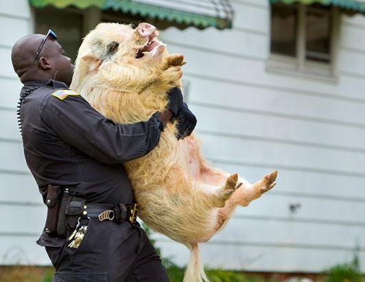 Funny: Pigs Ap_12_today_in_pictures_nt_130412_ssh