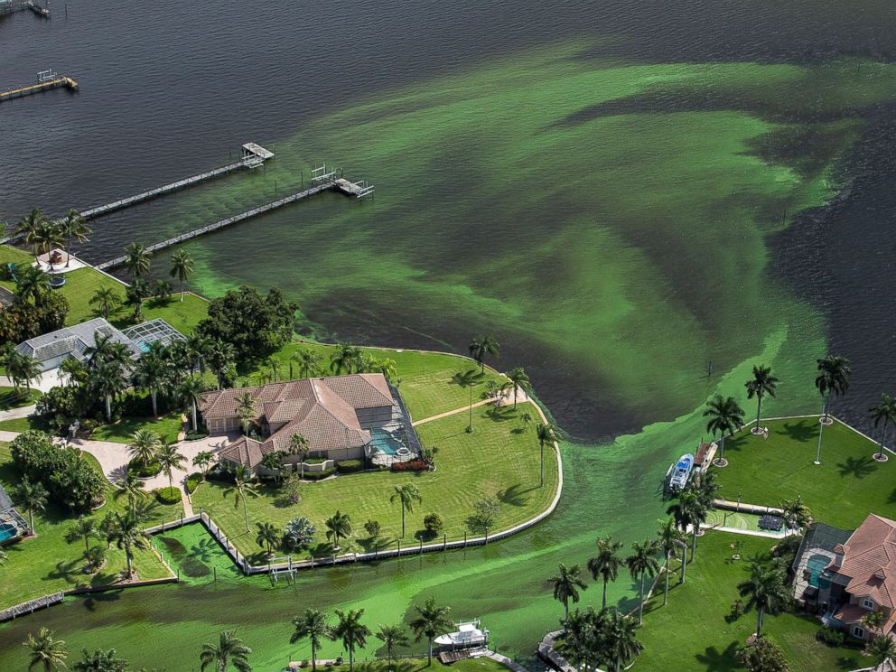 Climate Denier Marco Rubio Clueless on Florida Toxic Algae AP_algae_emergency_as_04_160704_4x3_992