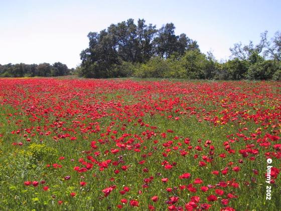 Sortie florale(organis par la directrice d'Alfa) Coquelicot