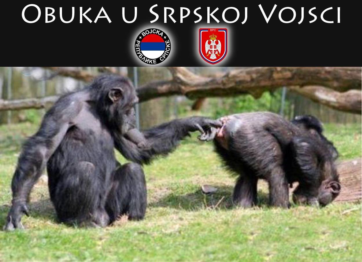 VUČIĆ U BEČU  Original