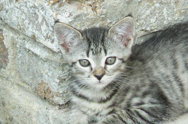 Chatons sauvés photos p12 janv 2011 - Page 3 Filoup1280093