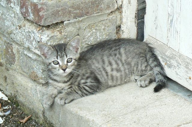 Chatons sauvés photos p12 janv 2011 - Page 3 Filoup1280091