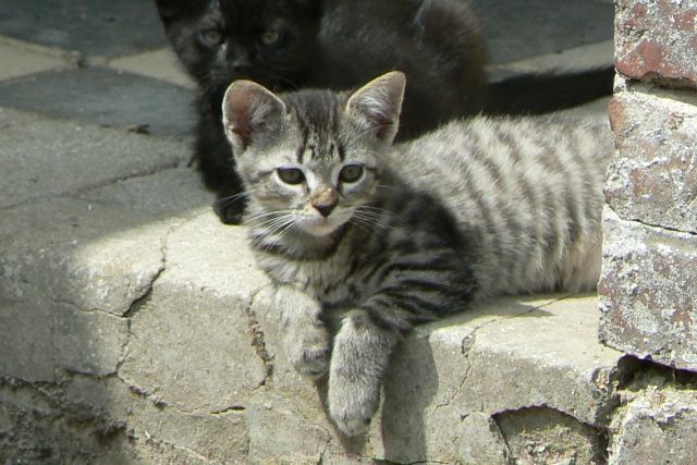 Chatons sauvés photos p12 janv 2011 - Page 3 Filoup1280050