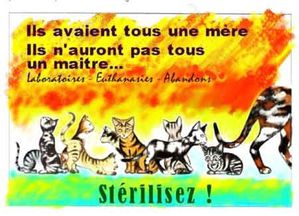 mise - a quand la mise bas  - Page 3 Chats-abandon