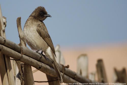 Bulbul des jardins Bulbul-des-jardins-Mkch-0307a