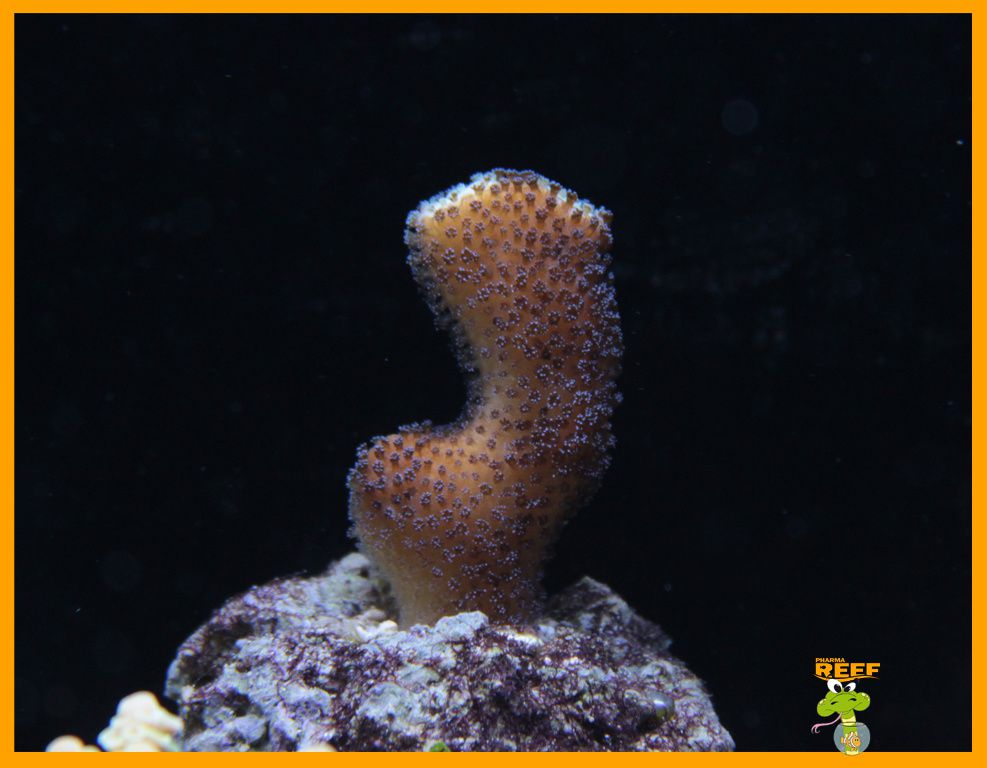 Le bocal de PharmaReef - Page 2 11_02_20_Pocillopora