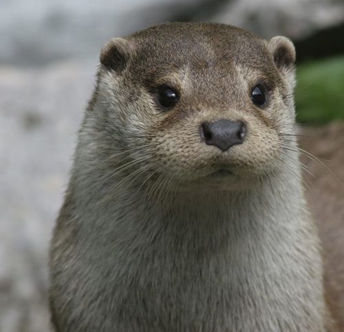 Flood 8) - Page 3 Loutre-Une-belle-bouille