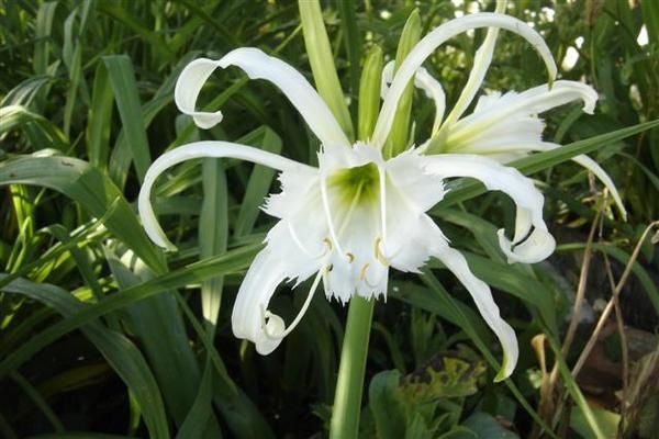 Antoine Gay raug dab ntxwj nyoog  Hemenocallis-Lys-araign-e--Small-