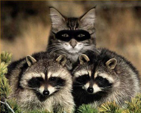 Images droles 3 Intus-imposter-raccoon-