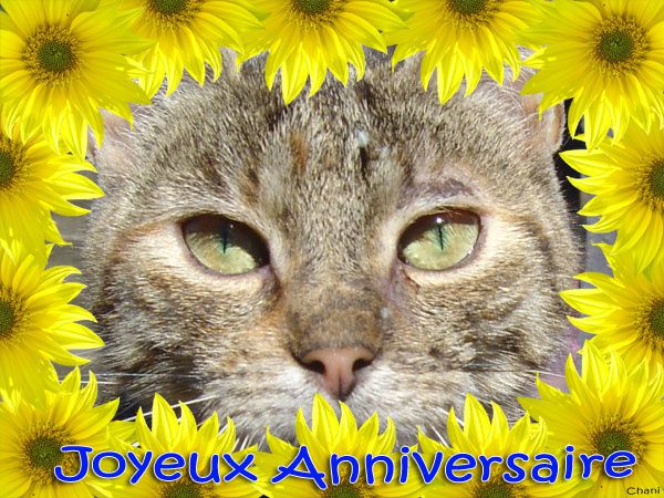 Joyeux Anniversaire mirabelle Anniversaire-chat-encadrement-tournesols-carte-600-03