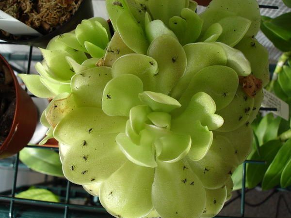 Discussions diverses - Page 21 Pinguicula