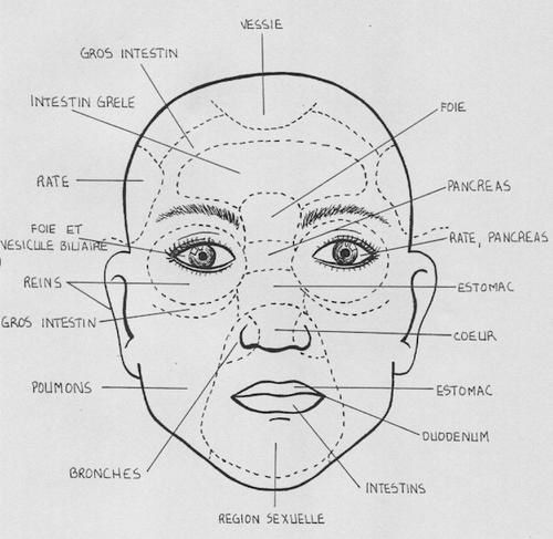 Correspondance entre le visage et les organes du corps Tete1