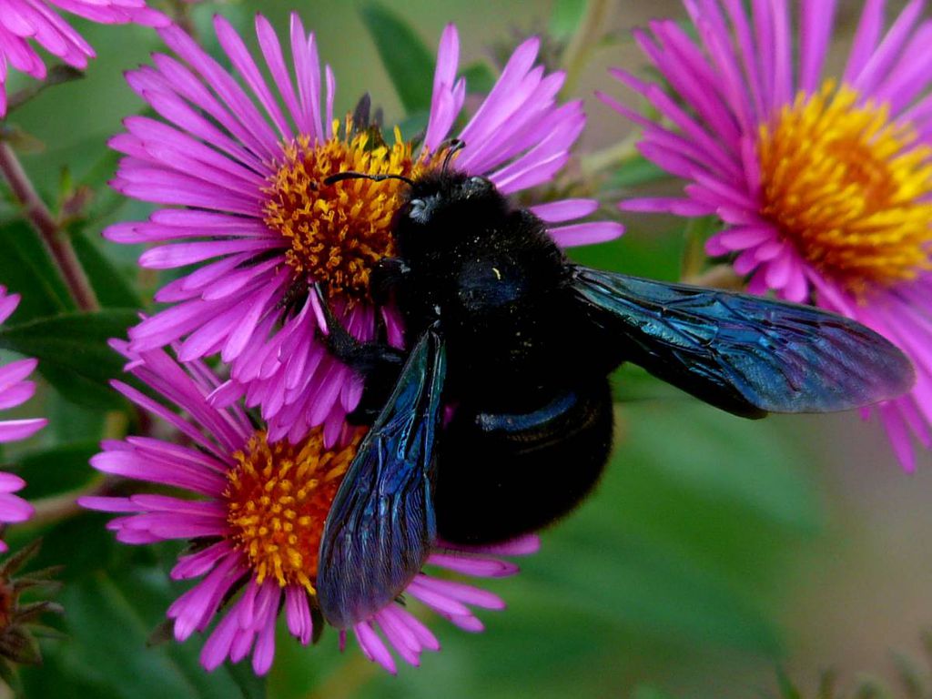 ✿ L'été en photos ✿ - Page 3 Abeille-charpentiere-sur-aster