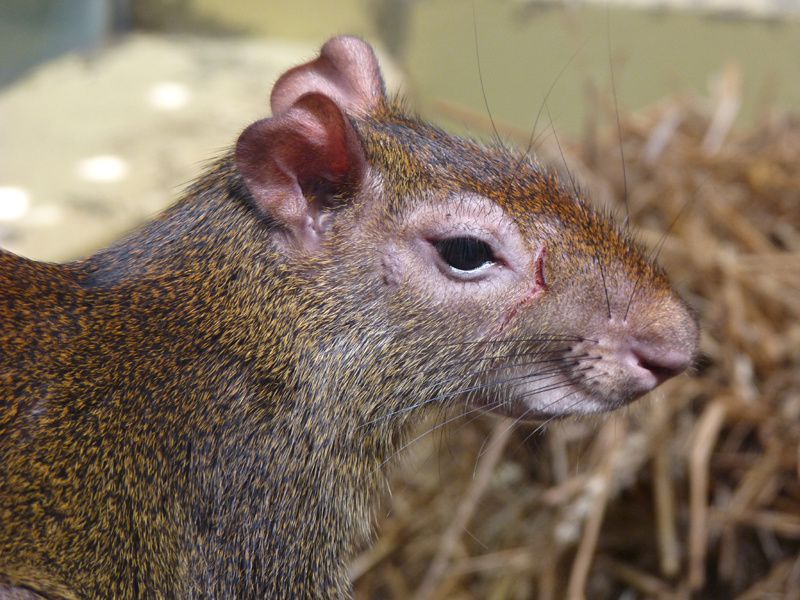 Catalogue Et Horaires De L'Animalerie " Les Copains De Niji" Dasyprocta-aguti-agouti-dore-02