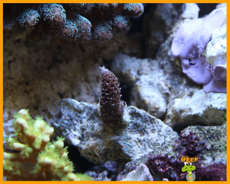 Le bocal de PharmaReef - Page 7 12_03_13_Acropora02