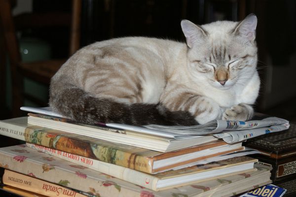 Chat et Livres Chat-sur-livre