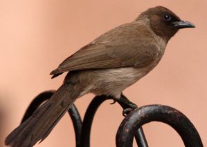 Bulbul des jardins BulbulDesJardins-p