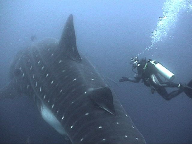 Le grand requin blanc Requin-baleine-et-plongeur