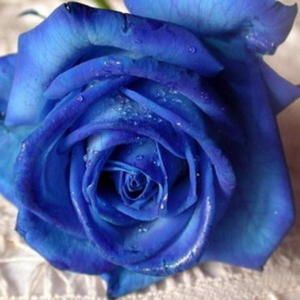 Le jeux des dix roses ! Rose-bleue-2