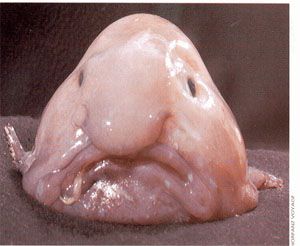 Truc De Oufff Blobfish