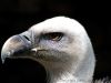 La protection sociale, une vieille dame en danger ! Oiseau-rapace-tete-vautour-fauve-profil