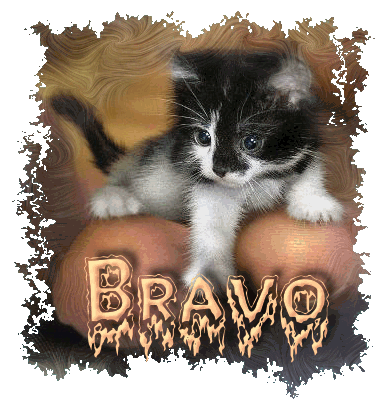 comment fonctionnent les dés Bravo-chaton