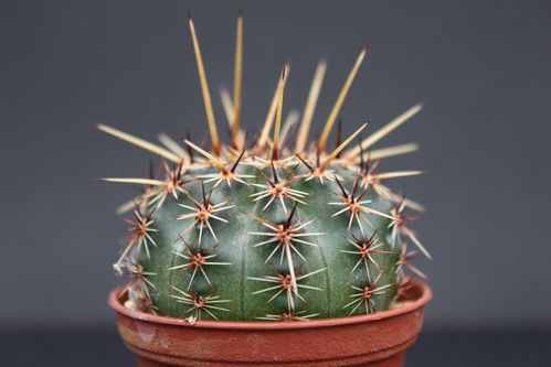 Pour Echtra Wilkes Echinopsis-aurea--3-