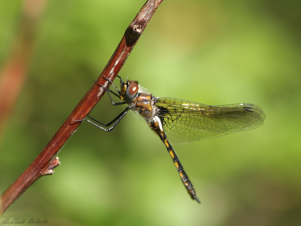 Une libelulle à identifier.  167590589.ymHLdU1U.Libellule_MG_1119