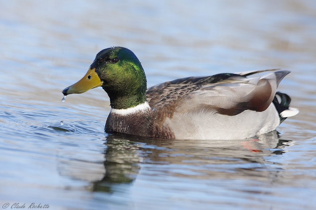 Colvert 168400832.ieQflceV.Canardcolvert_MG_4665